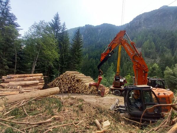 Excavator moving logs in a forest logging site