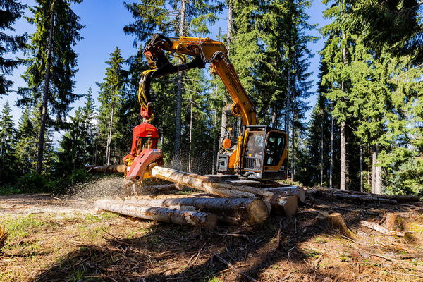 Heavy machinery operating in a forest to cut logs