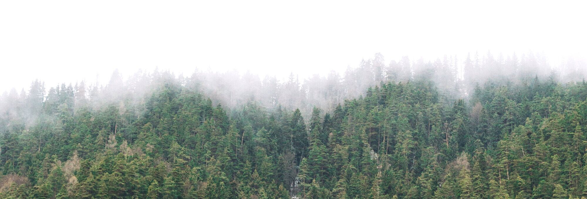 A lush, green forest with mist covering the treetops