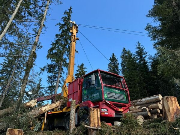 A logging truck loaded with cut logs in a forest
